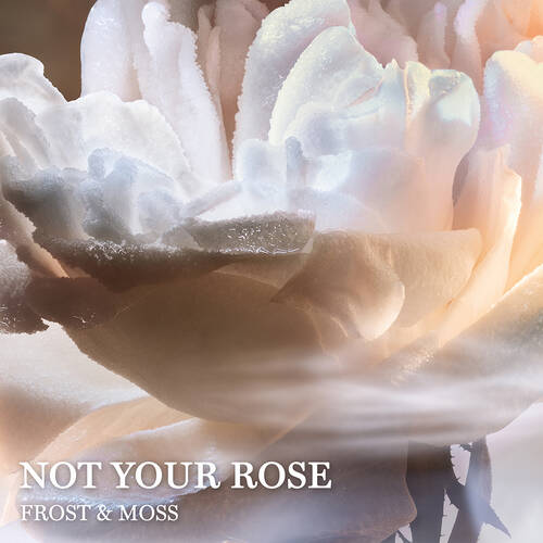 Not Your Rose 3 Not Your Rose